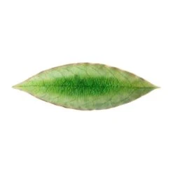 Costa Nova VEP182-TMT Riviera Green 7 In Laurel Leaf Plate - 6 / CS